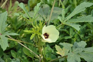 okra-453832_640.jpg