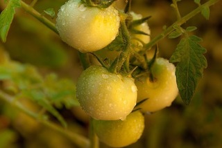tomatoes-2644536_640.jpg