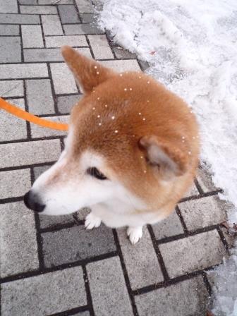 軽井沢まったり生活 柴犬とともに 薄氷