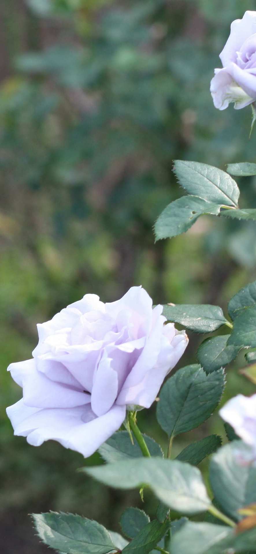 花梨 Iphone壁紙 紫のバラ Wallpaper Rose