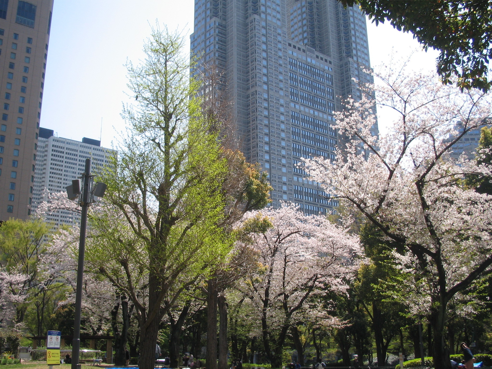 家庭菜園周辺研究所 桜開花状況 新宿中央公園