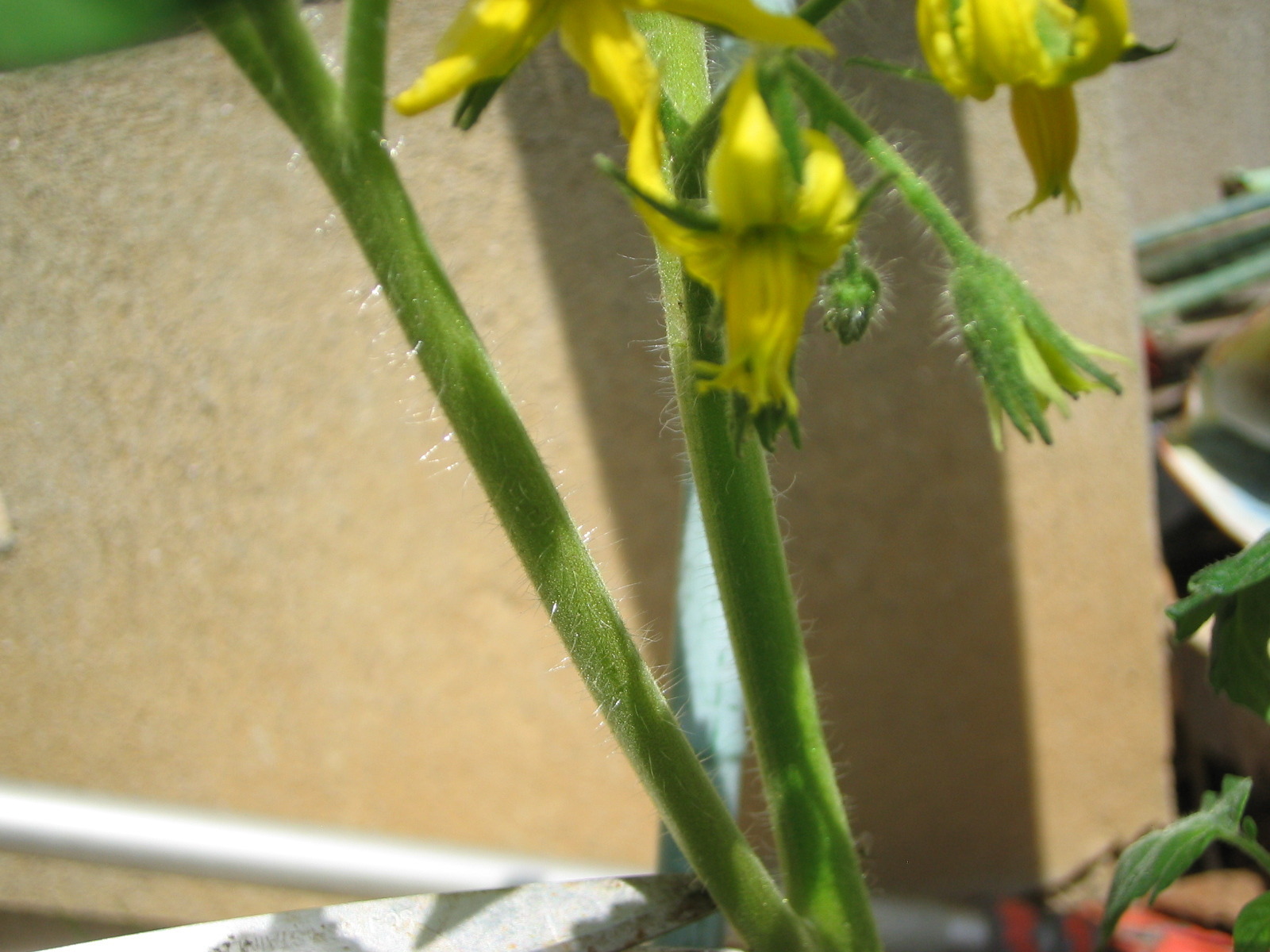 家庭菜園周辺研究所 トマトの裏技 押し芽