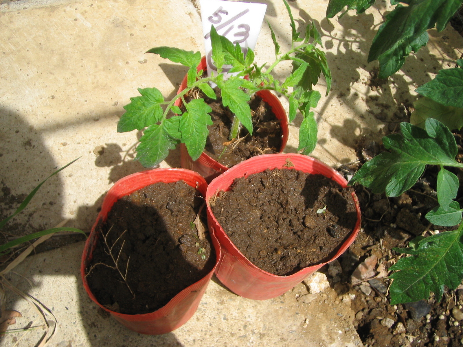 家庭菜園周辺研究所 トマトの裏技 押し芽