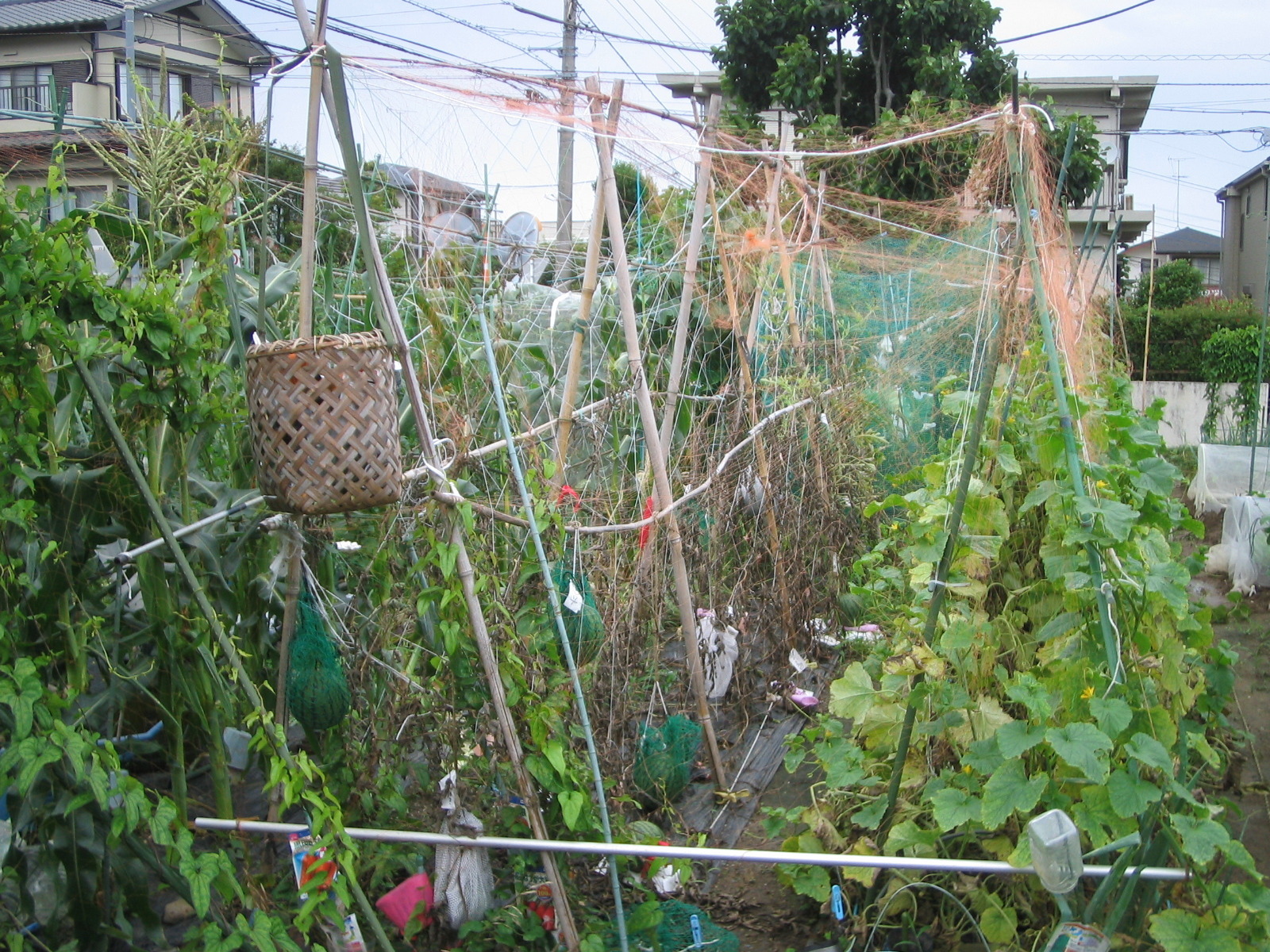 家庭菜園周辺研究所 小玉スイカの 末期的 収穫