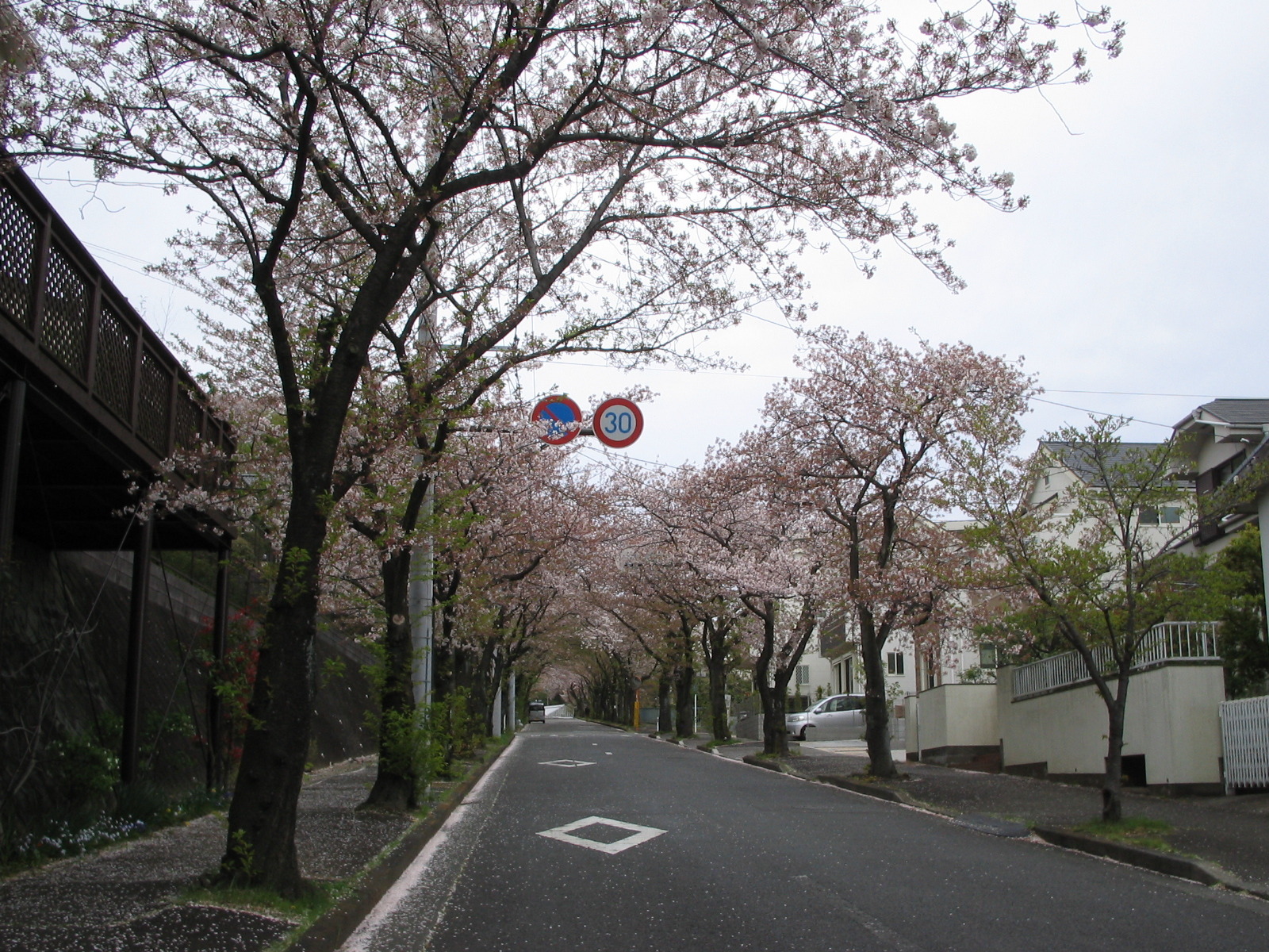 家庭菜園周辺研究所 桜散る