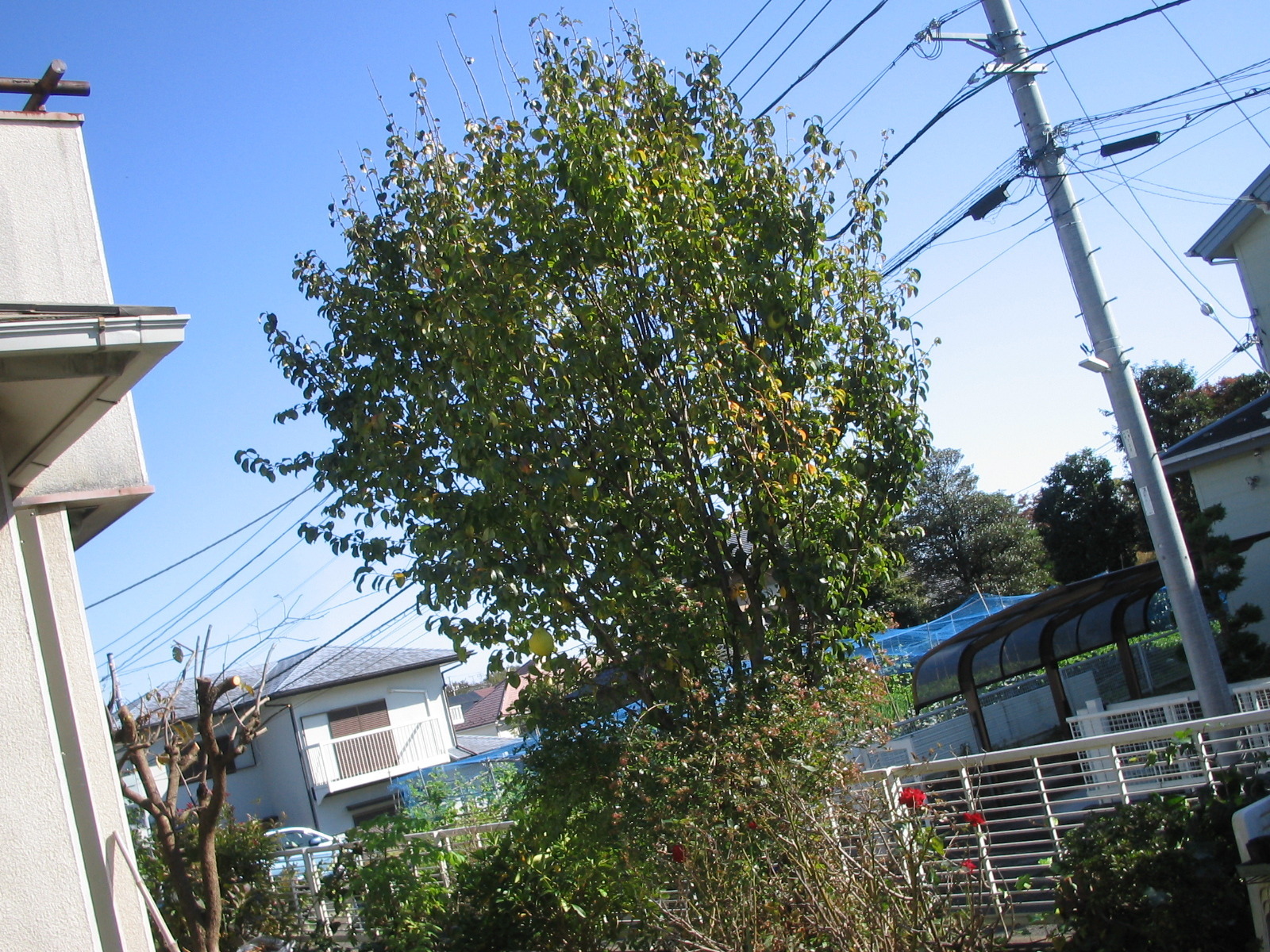 家庭菜園周辺研究所 カリンの木の伐採