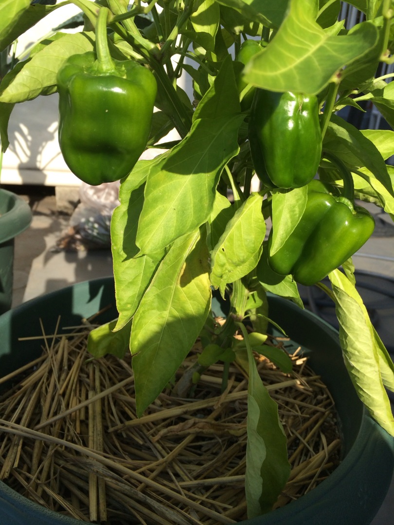 家庭菜園ベランダ菜園 ピーマン越冬