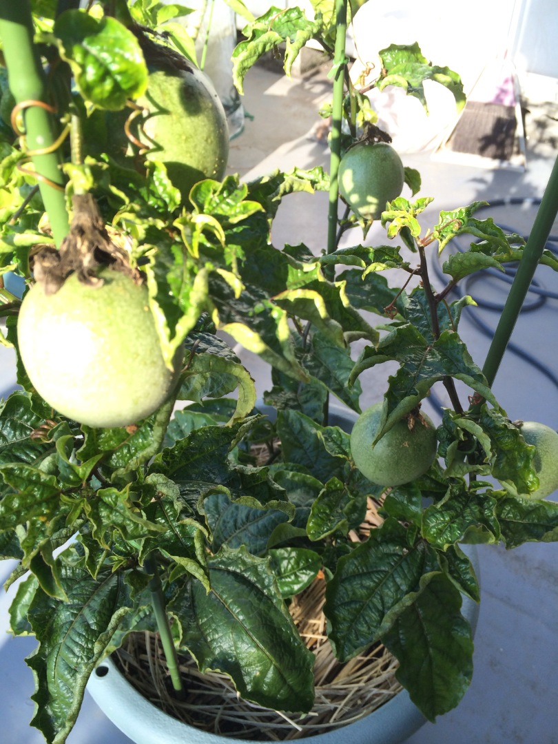 家庭菜園ベランダ菜園 パッションフルーツ越冬