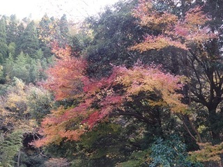 趣味の家 部屋 ガレージライフ 大分 九酔渓 紅葉とヤマメ