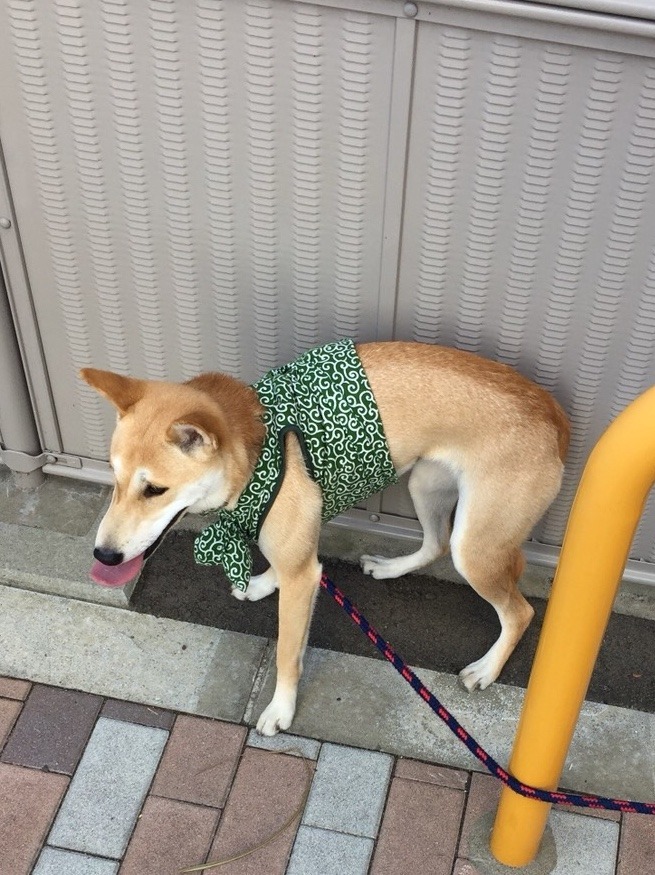 美容ときどき柴犬 お散歩嫌いな愛犬