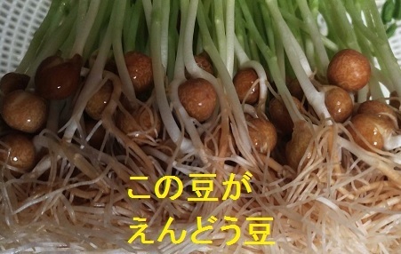 えんどう豆.jpg