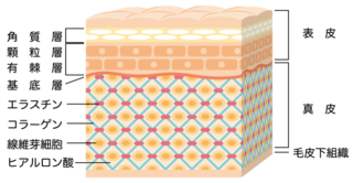 cross-sectional view of the skin_s.png