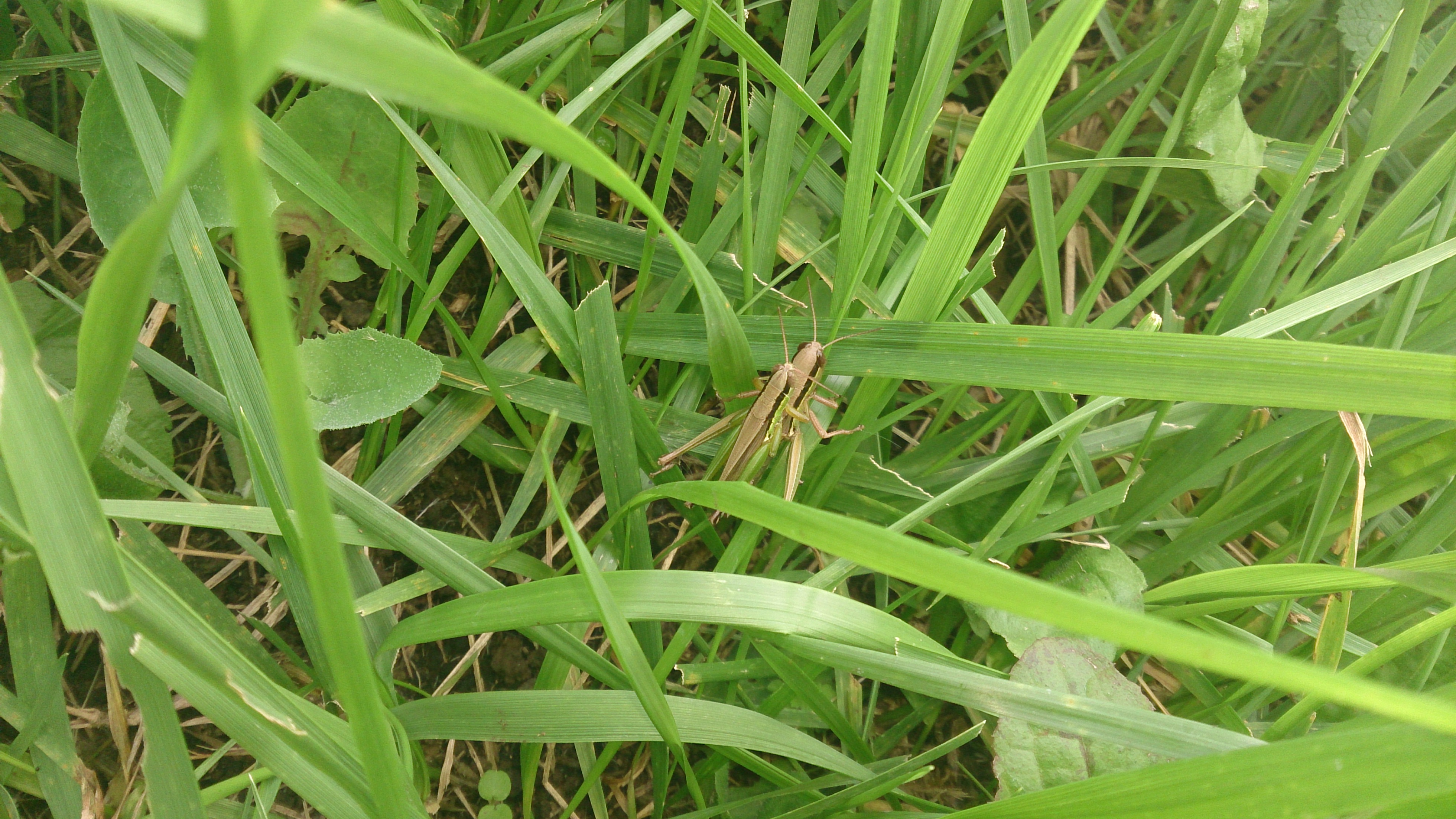 俺の日記 親子バッタ