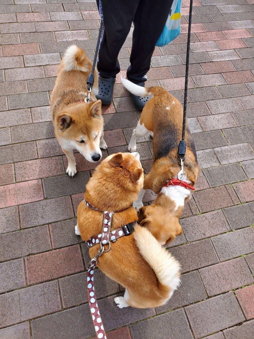 アラフィフ女と柴犬コテツの食いしん坊ブログ サクラちゃんとあずきちゃん