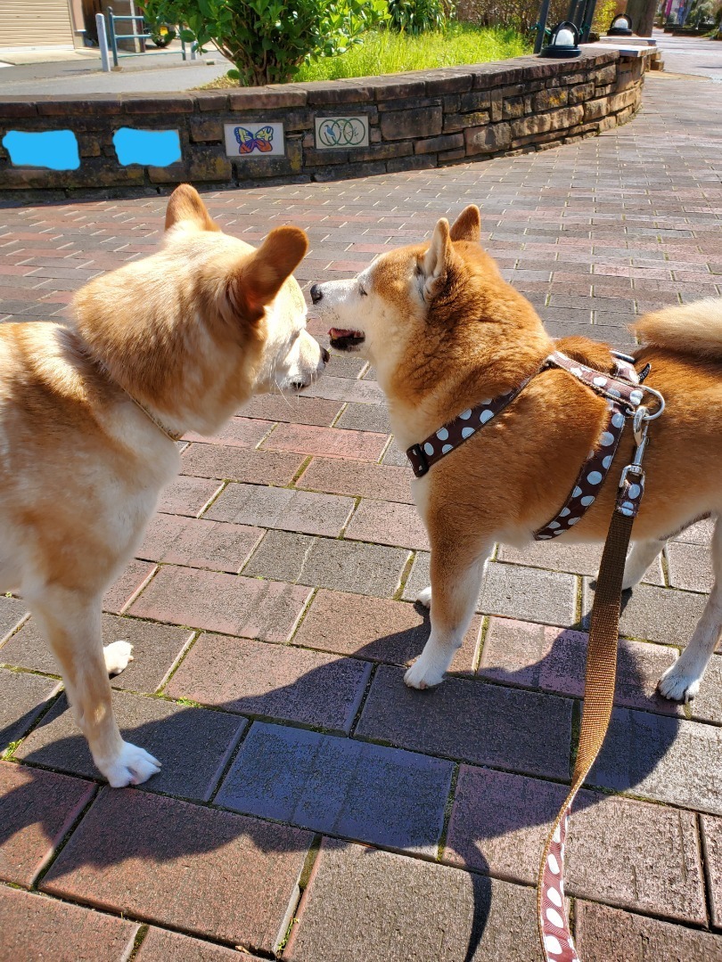 アラフィフ女と柴犬コテツの食いしん坊ブログ 仲良し