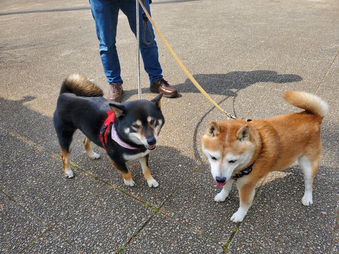 アラフィフ女と柴犬コテツの食いしん坊ブログ コテツとみぃちゃん