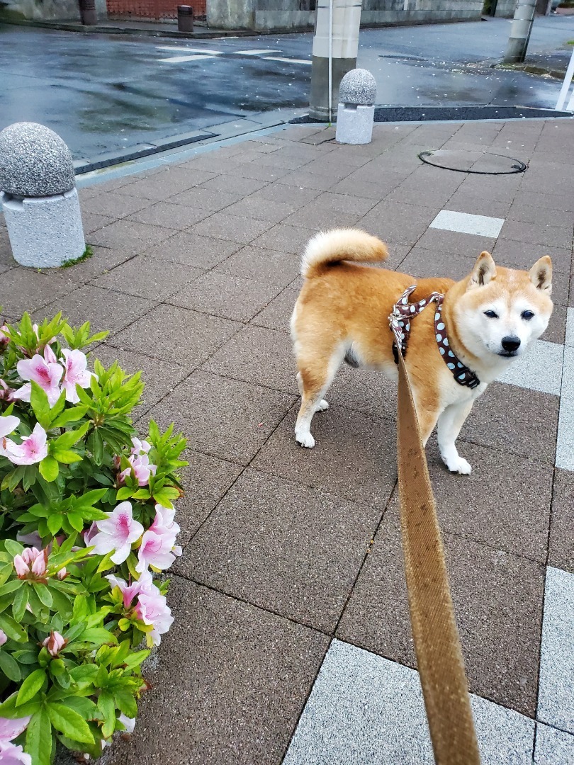 アラフィフ女と柴犬コテツの食いしん坊ブログ 雨の散歩