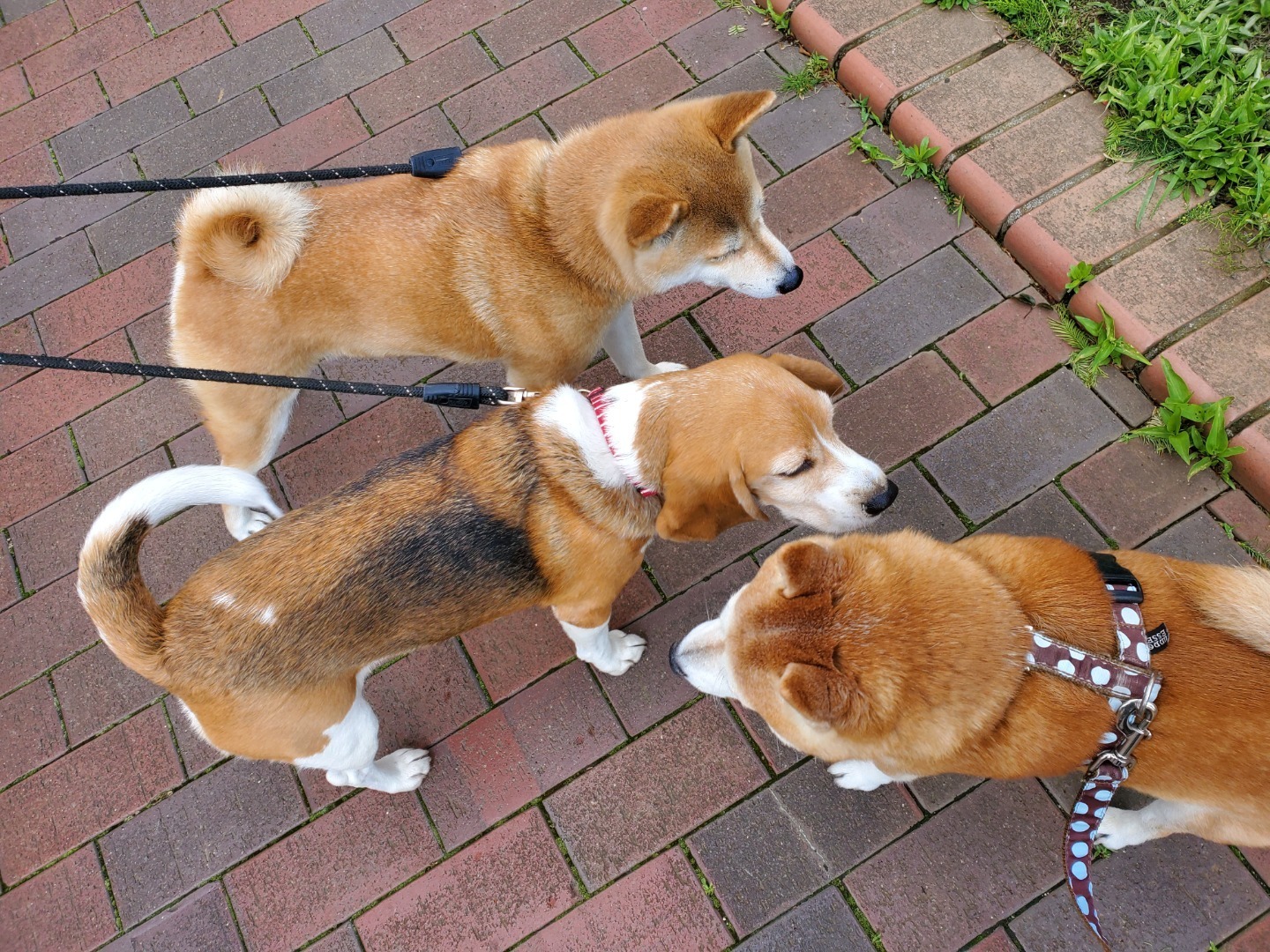 アラフィフ女と柴犬コテツの食いしん坊ブログ 今朝の散歩