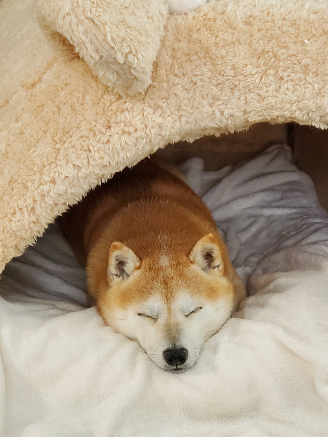 アラフィフ女と柴犬コテツの食いしん坊ブログ ツチノコ