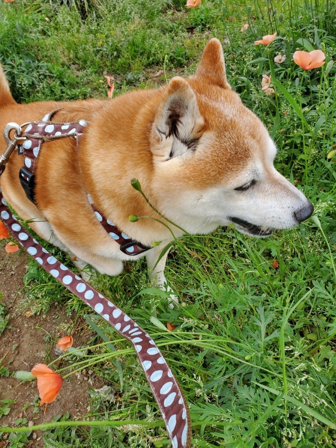 アラフィフ女と柴犬コテツの食いしん坊ブログ ポピーとコテツ