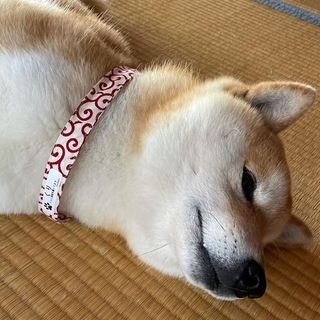 shibainu_kurimama-16194318781142.jpg