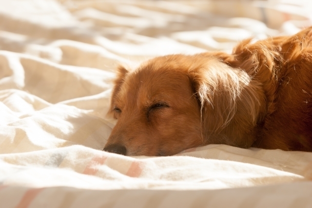 もう悩まないで 愛犬との快適生活の見つけかた 今年は本当に暑い ミニチュアダックスの熱中症対策グッズを探してみた