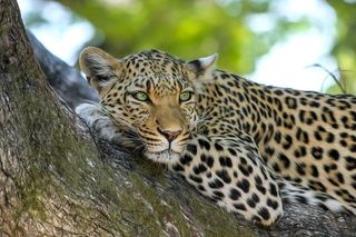 leopard-515509__480.jpg