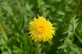 dandelion-3295822__480.jpg