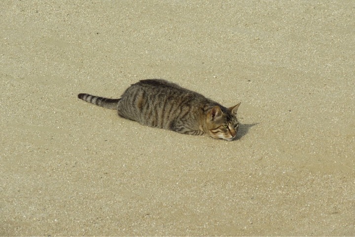 猫の写真のブログ 愛媛の海岸にて