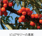 ビコアサジーの果実3.jpg