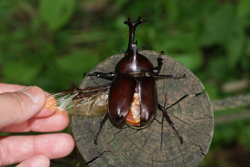 自然観察ガイド カブトムシ