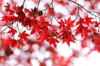 autumn-leaves-4633854_640.jpg