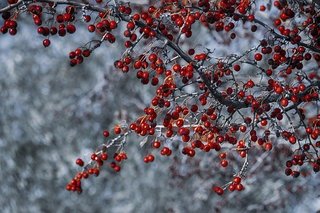 berries-4982071_640.jpg