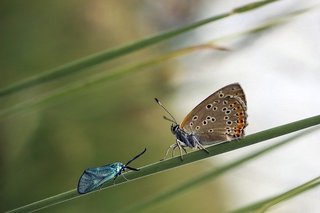 butterfly-5331647_640.jpg