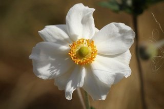 fall-anemone-4528297_640.jpg