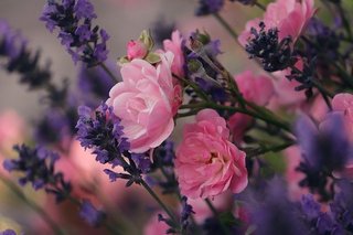 lavender-5326246_640.jpg