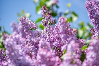 lilac-5061139_640.jpg