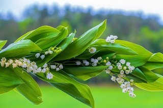 lily-of-the-valley-5200245_640.jpg