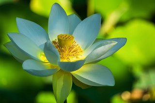 lotus-flower-4774833_1280.jpg