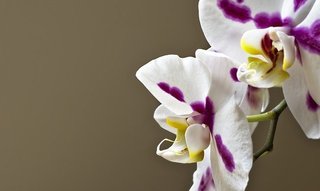 orchids-4876582_640.jpg