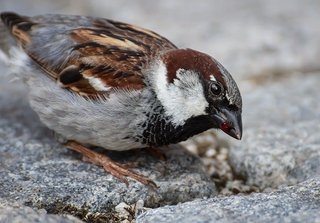 sparrow-5390248_640.jpg