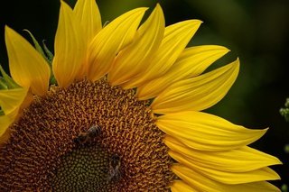 sunflower-4399089_640.jpg