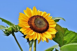 sunflower-4509760__340.jpg