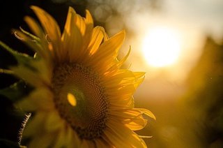 sunflower-5370278_640.jpg
