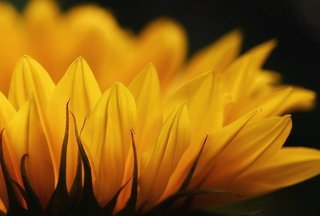 sunflower-5395120_640.jpg