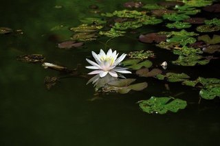water-lily-4878321_640.jpg