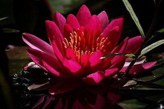 water-lily-5330137_640.jpg