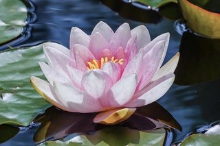 water-lily-5370781_640.jpg