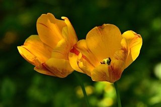 yellow-tulip-5164517_640.jpg