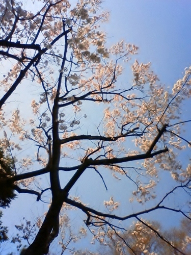 マンション管理士の資格を取ろう 向島百花園のエドヒガン 桜 が咲きました